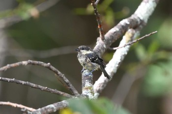 Coal Tit 奥日光 Sun, 9/10/2023