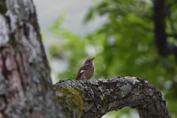 Daurian Redstart 奥日光 Sun, 9/10/2023