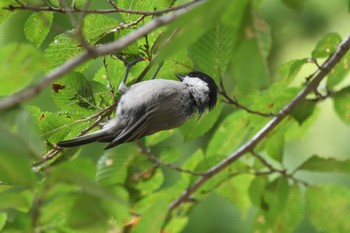 Willow Tit 奥日光 Sun, 9/10/2023