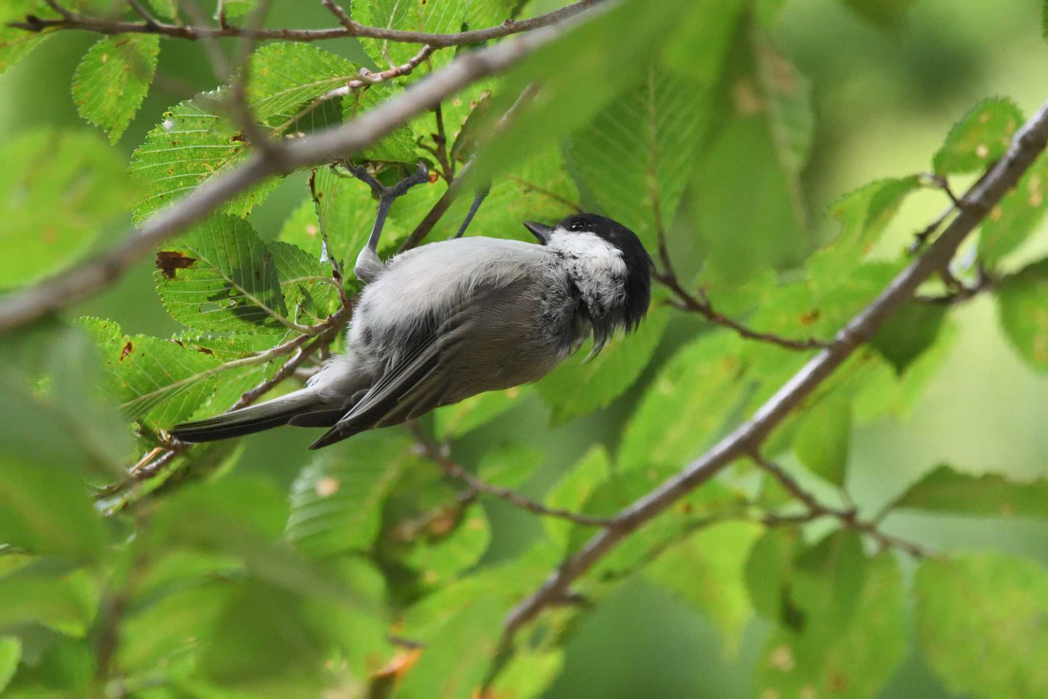Photo of Willow Tit at 奥日光 by すずめのお宿