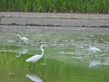 2023年9月30日(土) 境川遊水地公園の野鳥観察記録