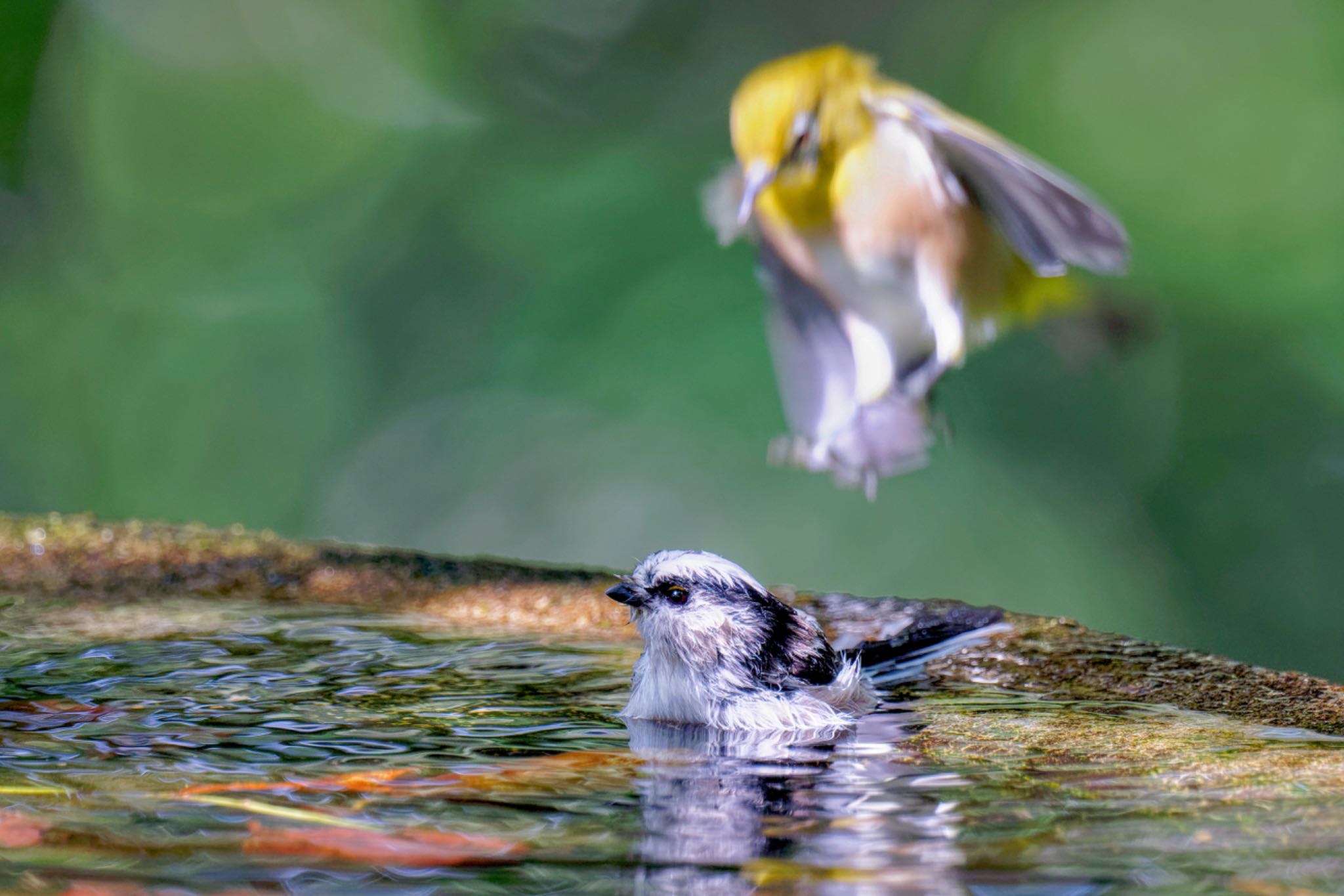 Long-tailed Tit