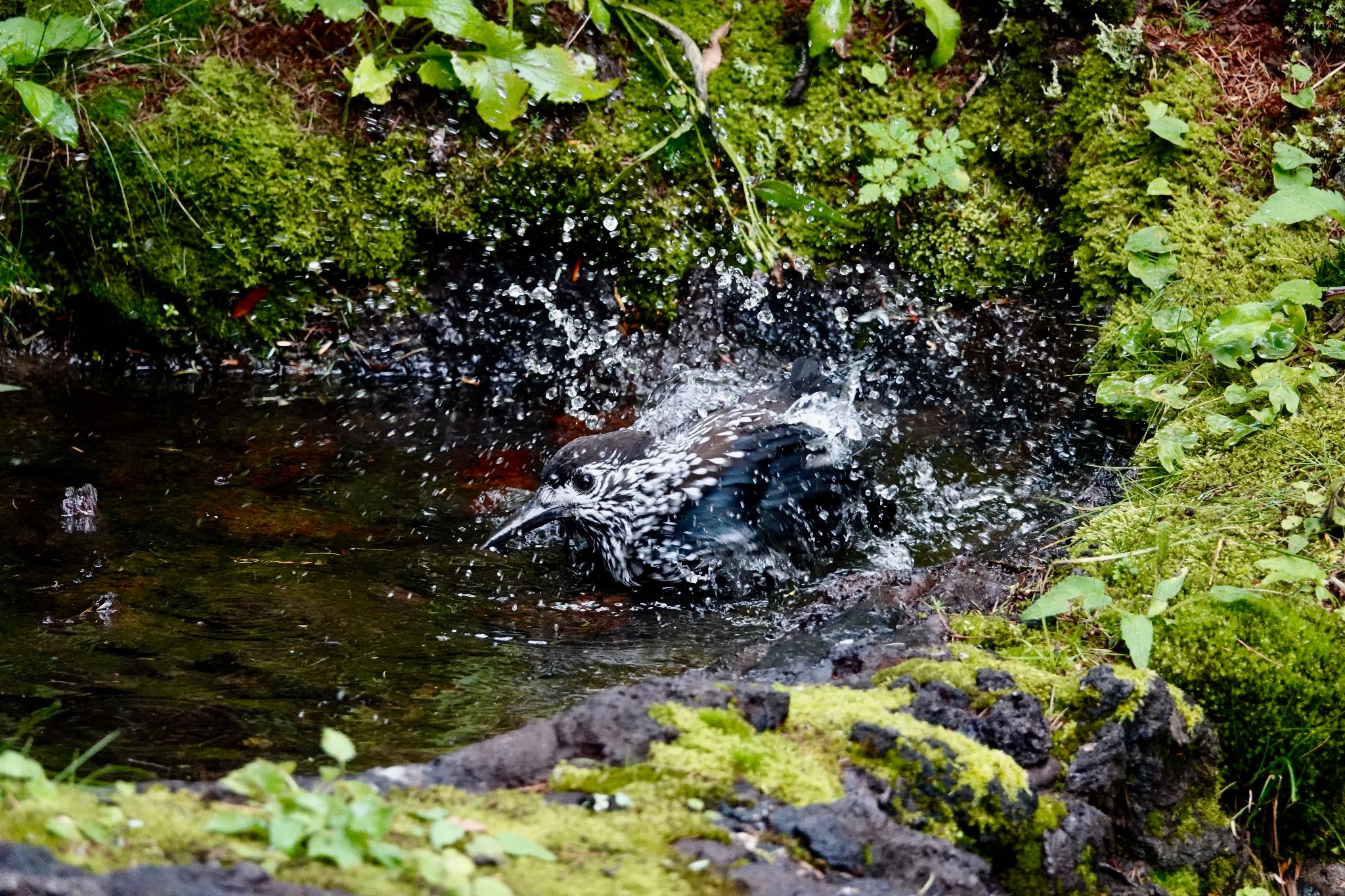 山梨県 ホシガラスの写真 by のどか