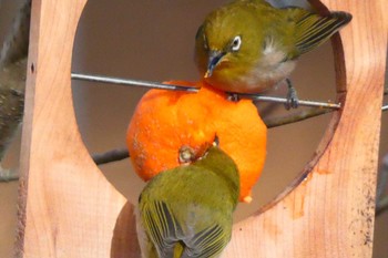 Warbling White-eye Unknown Spots Wed, 1/25/2023