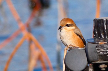 Bull-headed Shrike Unknown Spots Tue, 1/3/2023