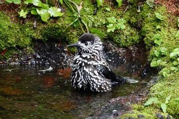 Tue, 7/31/2018 Birding report at 山梨県