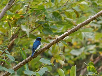 Blue-and-white Flycatcher Osaka castle park Sun, 9/24/2023