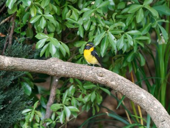 Narcissus Flycatcher Osaka castle park Sun, 9/24/2023