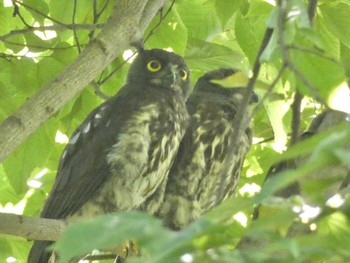 Sat, 8/12/2023 Birding report at Kyoto Gyoen