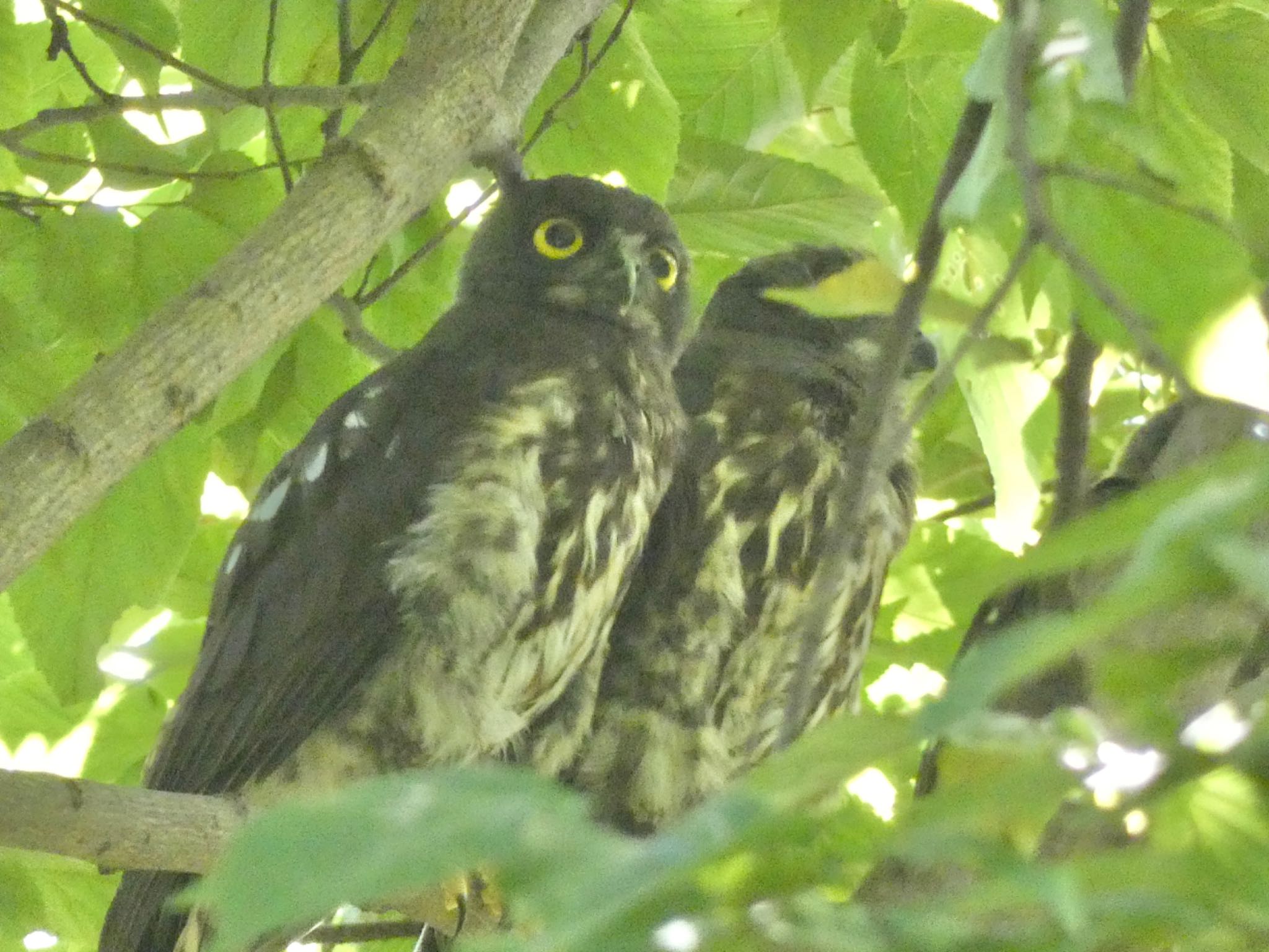 Photo of Northern Boobook at Kyoto Gyoen by 純ちゃん