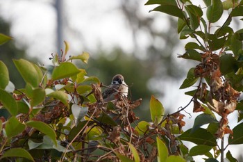 Eurasian Tree Sparrow 欠真間三角 Sat, 12/26/2020