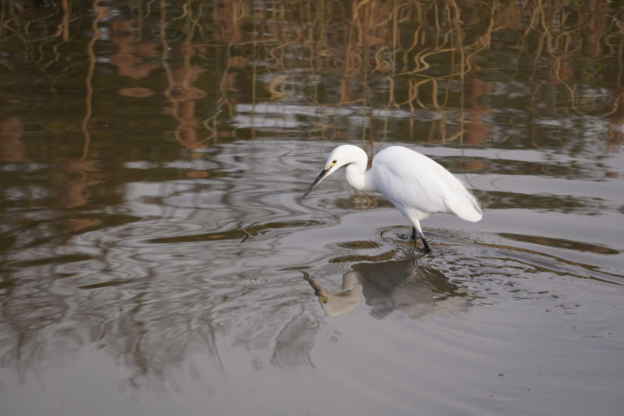 Photo of Little Egret at 欠真間三角 by とろぴたる