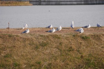 Black-headed Gull 行徳野鳥保護区 Sat, 12/26/2020