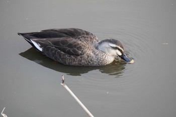 Eastern Spot-billed Duck 欠真間三角 Sat, 12/26/2020