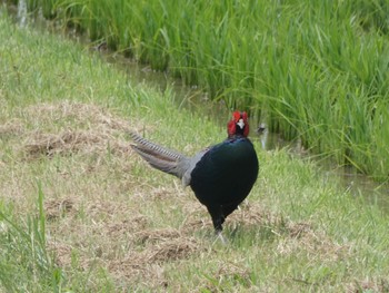 Wed, 6/28/2023 Birding report at 奈良県