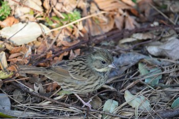 Olive-backed Pipit Kasai Rinkai Park Tue, 1/19/2021