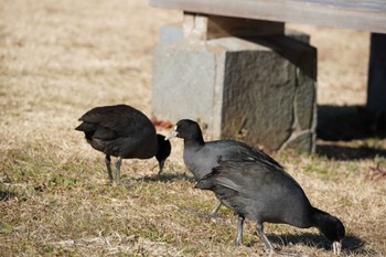 Eurasian Coot Kasai Rinkai Park Tue, 1/19/2021