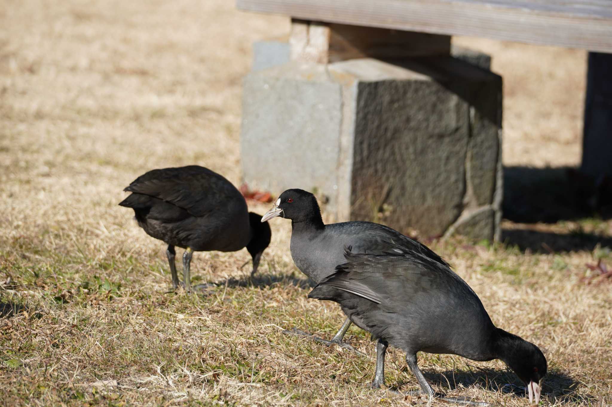 Photo of Eurasian Coot at Kasai Rinkai Park by とろぴたる