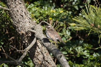 Dusky Thrush Kasai Rinkai Park Tue, 1/19/2021