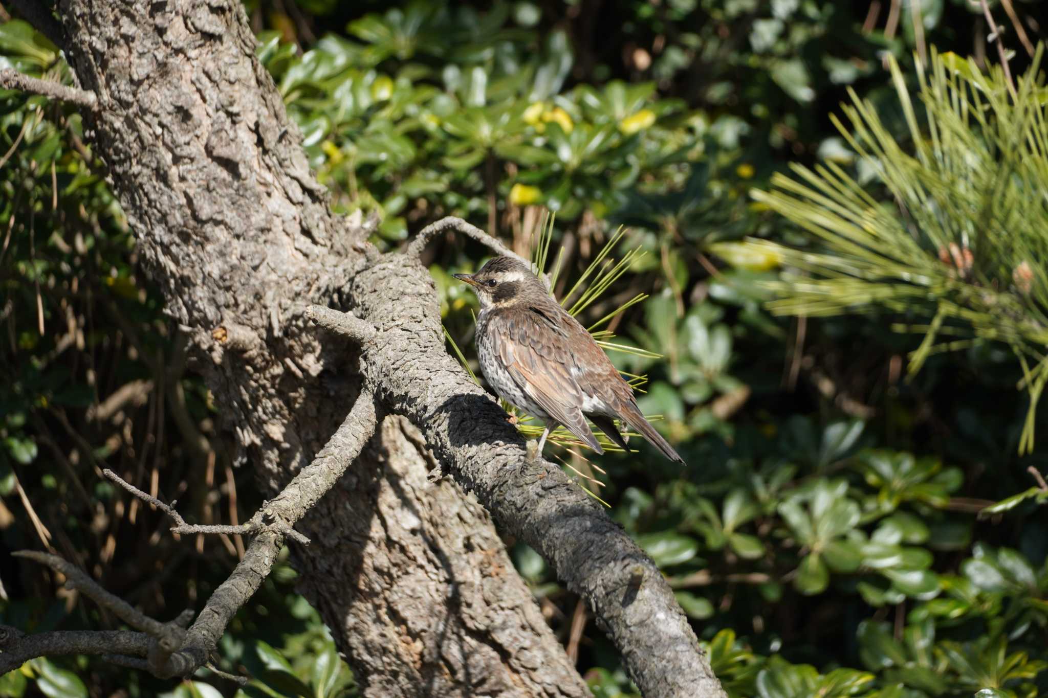 Photo of Dusky Thrush at Kasai Rinkai Park by とろぴたる