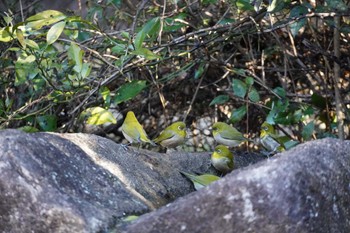 Warbling White-eye Kasai Rinkai Park Tue, 1/19/2021