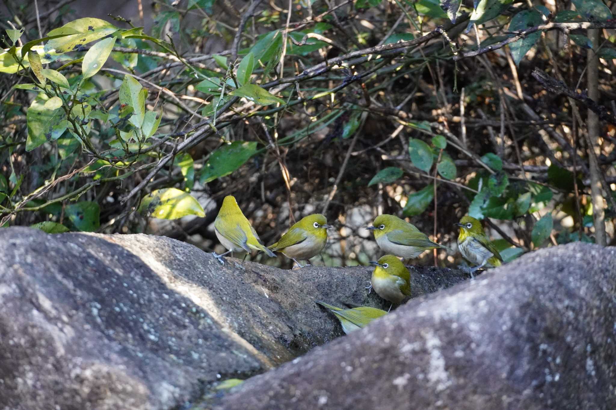 Photo of Warbling White-eye at Kasai Rinkai Park by とろぴたる