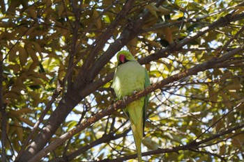 Rose-ringed Parakeet Yoyogi Park Thu, 2/11/2021