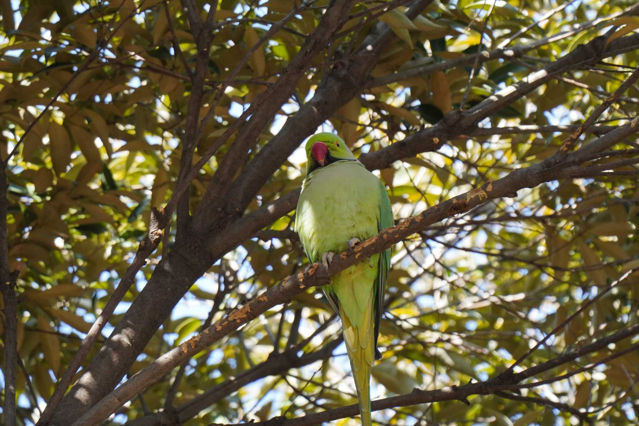 Photo of Rose-ringed Parakeet at Yoyogi Park by とろぴたる