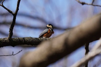 Varied Tit Yoyogi Park Thu, 2/11/2021