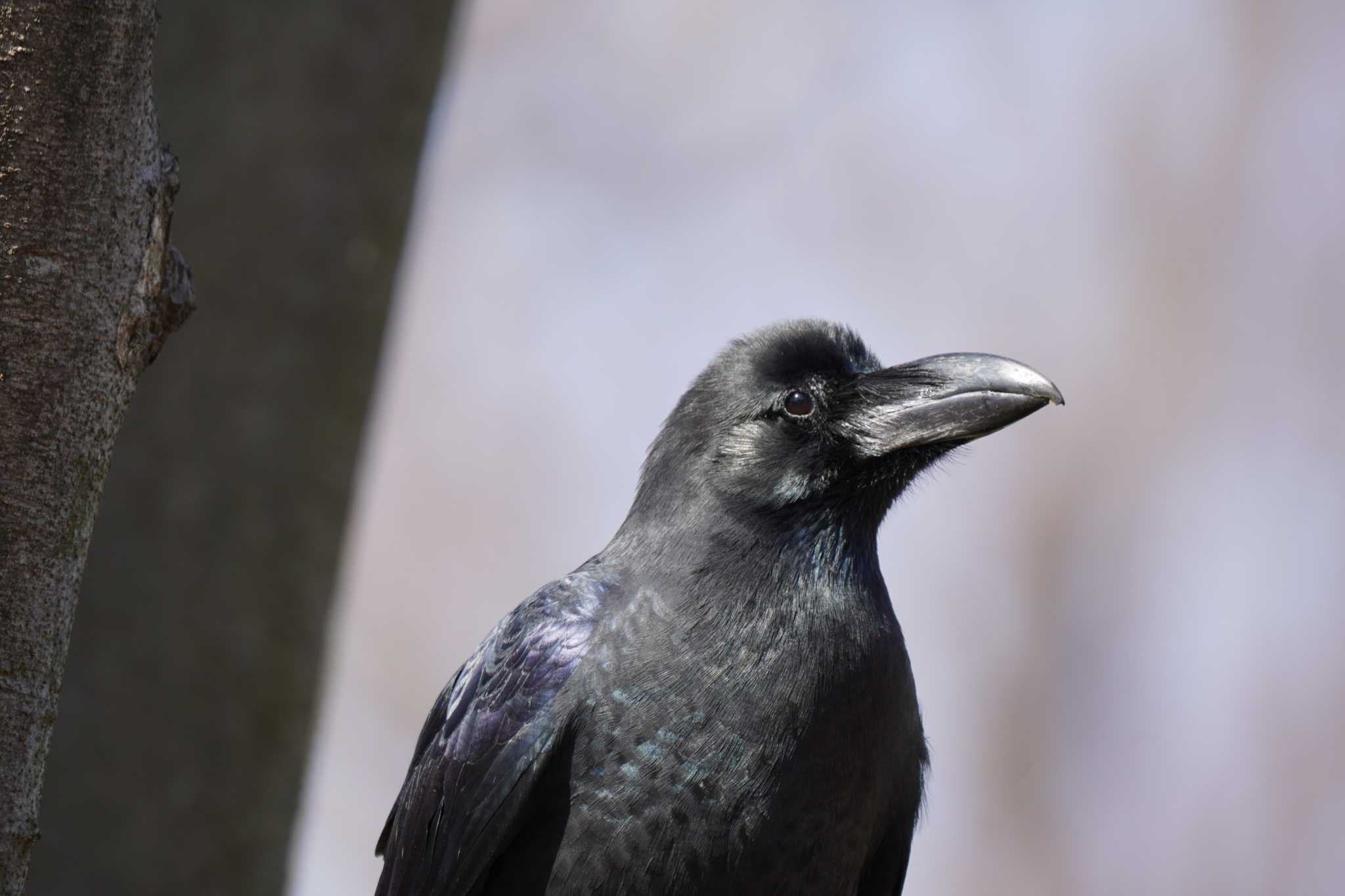 Photo of Large-billed Crow at Yoyogi Park by とろぴたる