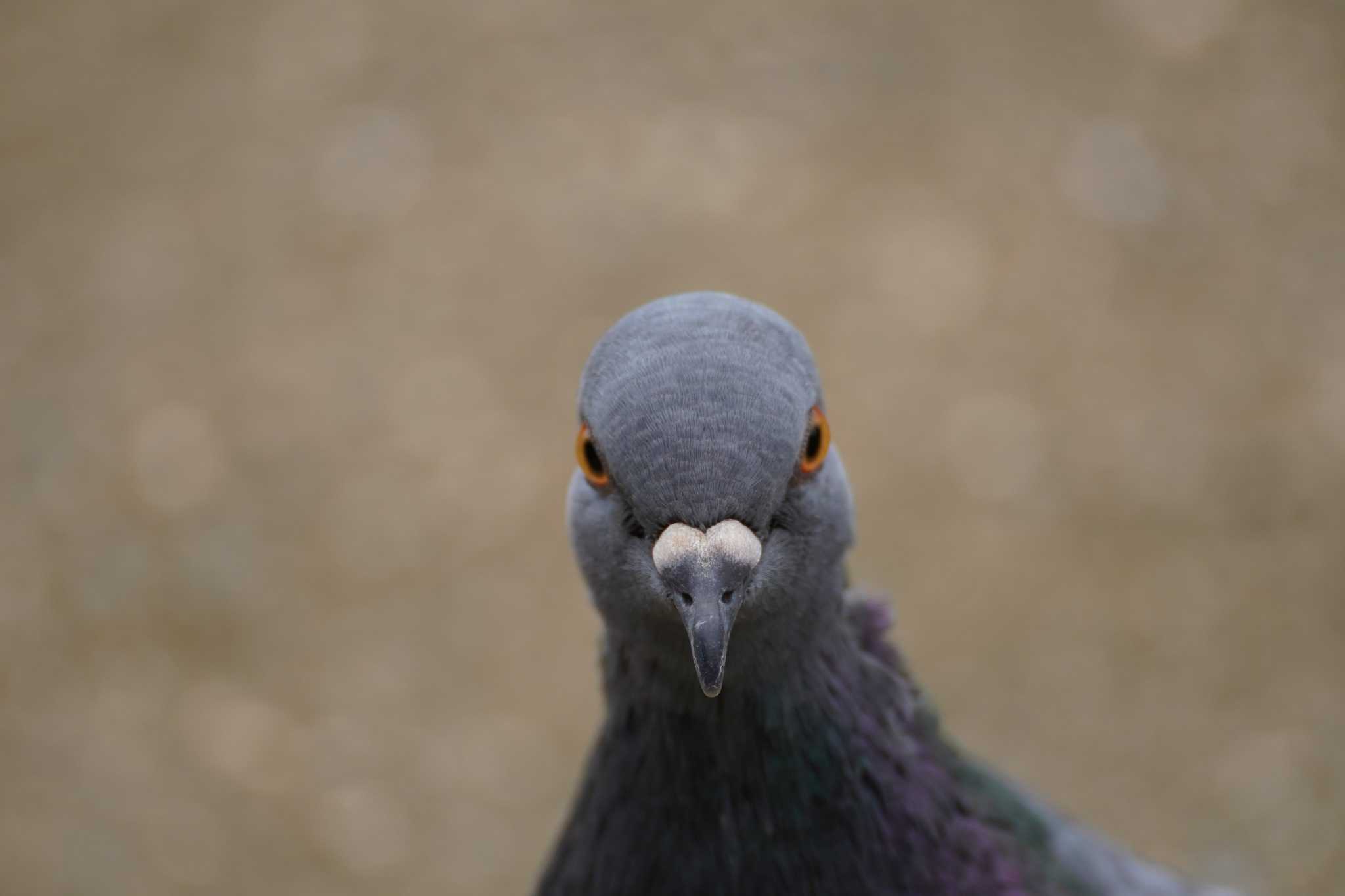 Photo of Rock Dove at 南行徳公園 by とろぴたる