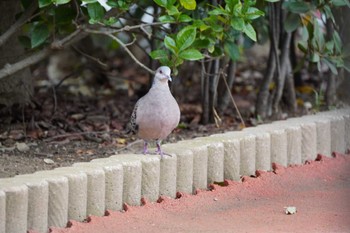 Oriental Turtle Dove 南行徳公園 Thu, 10/14/2021