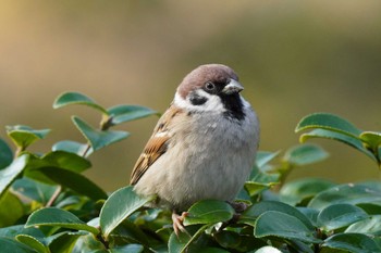 Eurasian Tree Sparrow Hibiya Park Sat, 12/25/2021