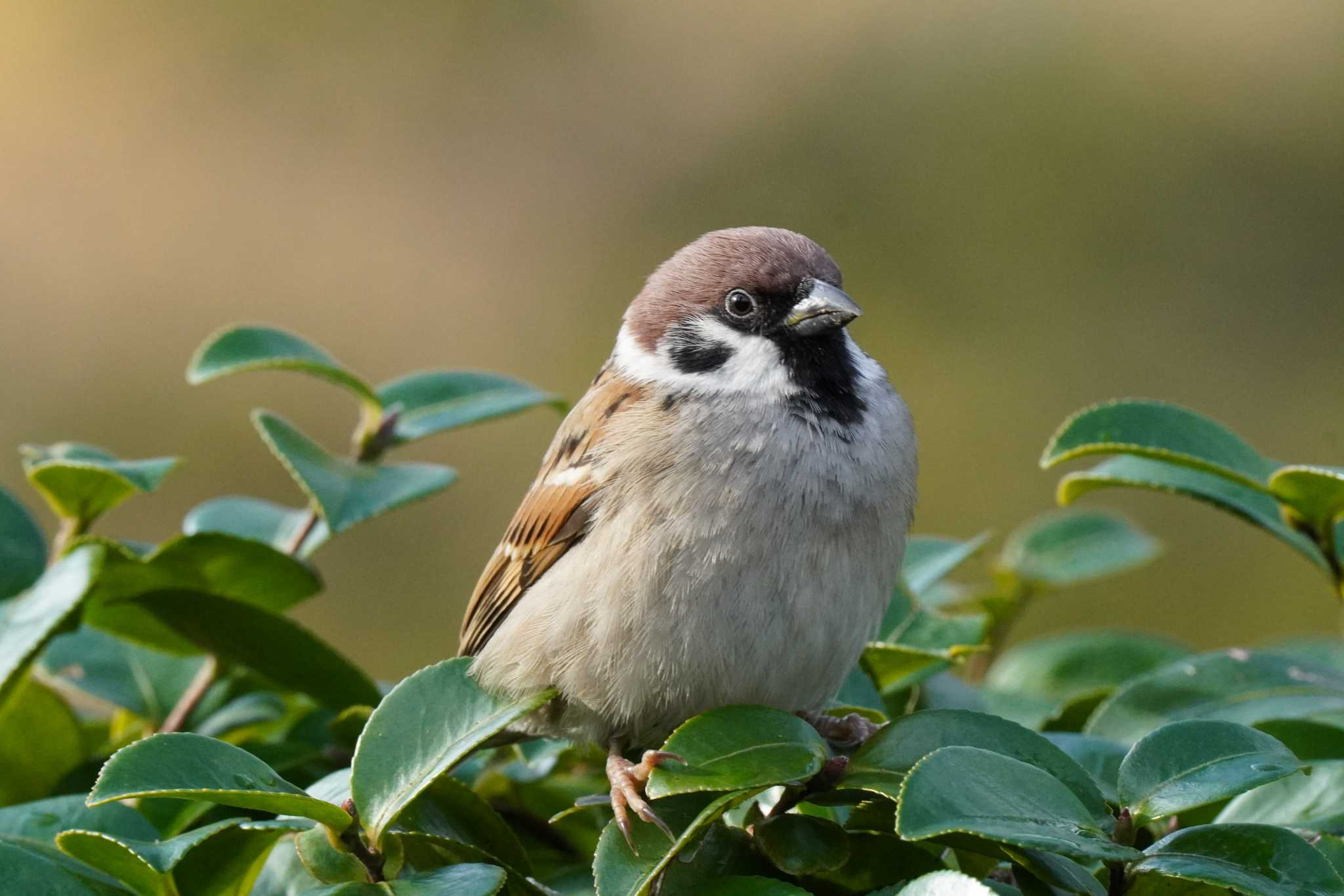 Photo of Eurasian Tree Sparrow at Hibiya Park by とろぴたる