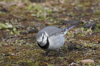 White Wagtail Hibiya Park Sat, 12/25/2021