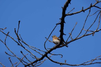 Unknown Species Hibiya Park Wed, 1/5/2022