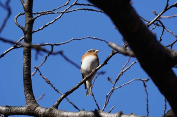 Unknown Species Hibiya Park Wed, 1/5/2022