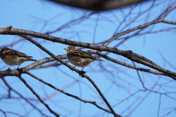 Unknown Species Hibiya Park Wed, 1/5/2022