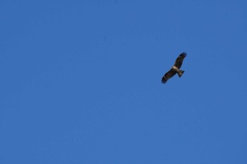 Black Kite Kasai Rinkai Park Fri, 1/14/2022