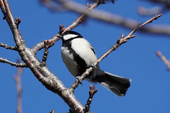 シジュウカラ 葛西臨海公園 2022年1月14日(金)