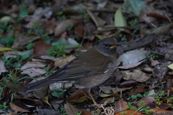 Pale Thrush Kasai Rinkai Park Fri, 1/14/2022