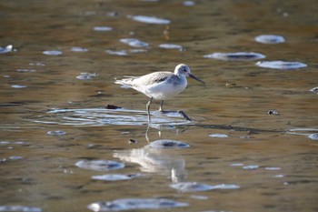 Common Greenshank Kasai Rinkai Park Fri, 1/14/2022