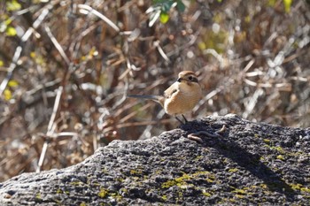 Bull-headed Shrike Kasai Rinkai Park Fri, 1/14/2022