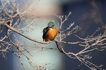 Common Kingfisher Hibiya Park Sat, 1/22/2022