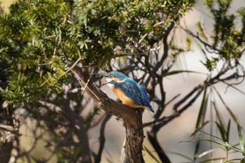 カワセミ 日比谷公園 2022年1月22日(土)