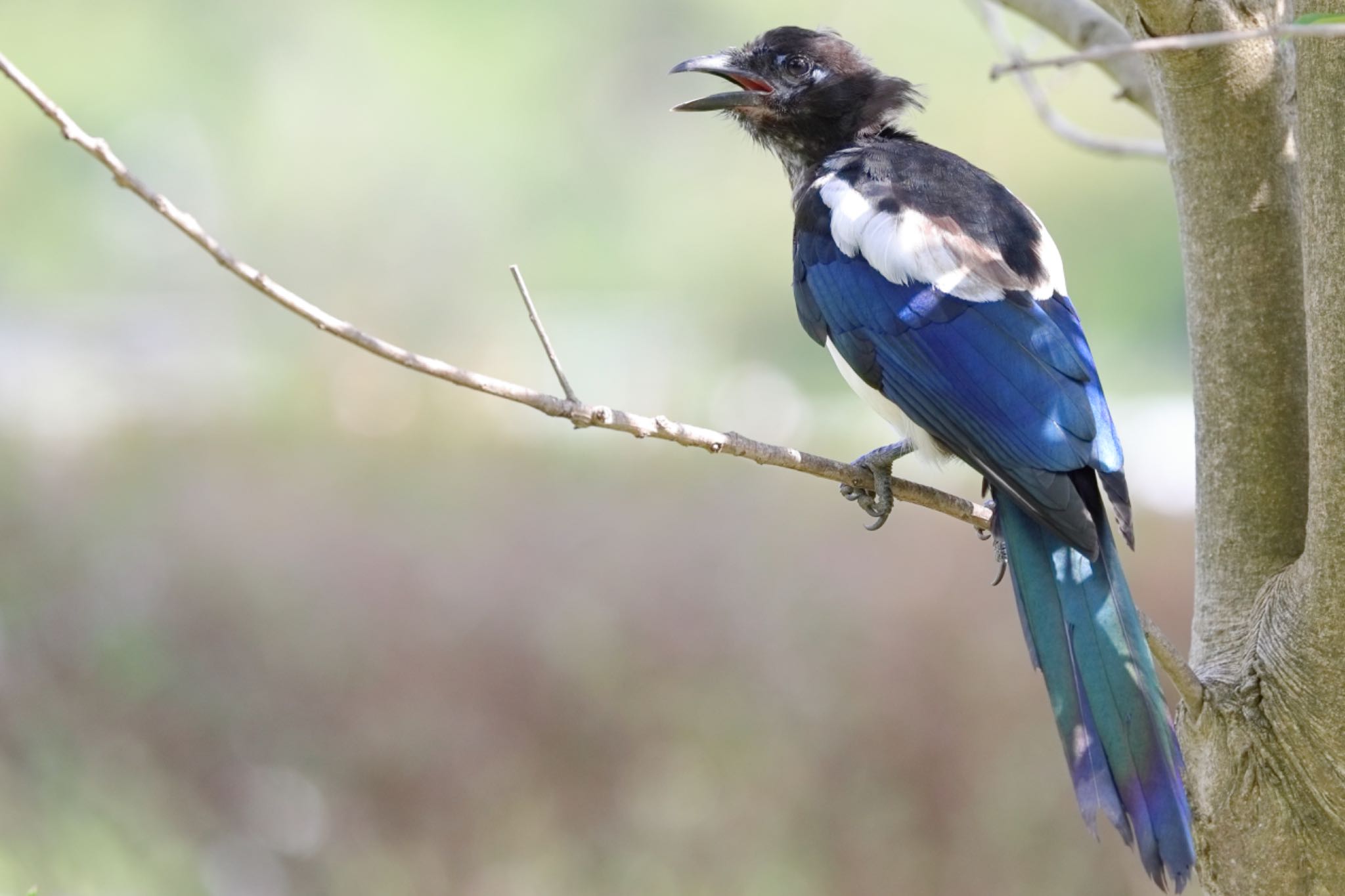 Photo of Eurasian Magpie at 室見川 by もんきち