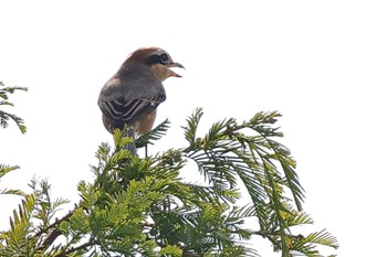 2023年10月1日(日) 新横浜公園の野鳥観察記録