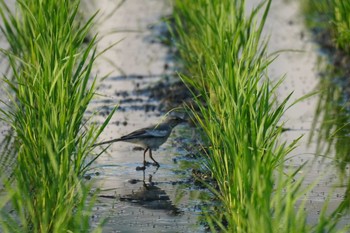 セキレイ 埼玉県 2023年7月12日(水)