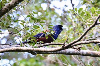 Lidth's Jay Amami Island(General) Mon, 9/17/2018