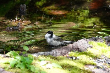 コガラ 山梨県 2018年7月31日(火)